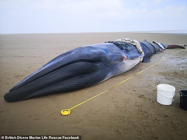 加拿大搁浅蓝鲸体内为何会有甲烷