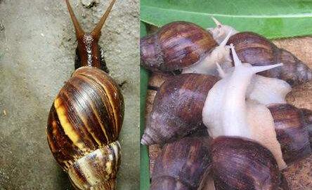 白玉蜗牛和非洲大蜗牛有什么区别