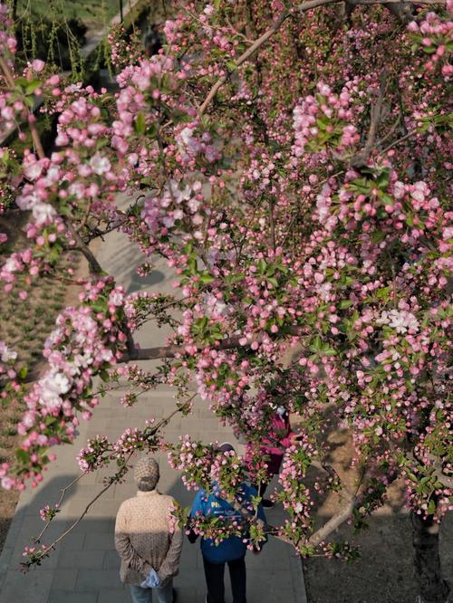 北京海棠花溪每年几月去最好