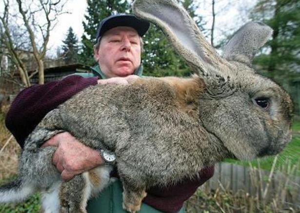 世界上最大的兔子是哪一类兔子