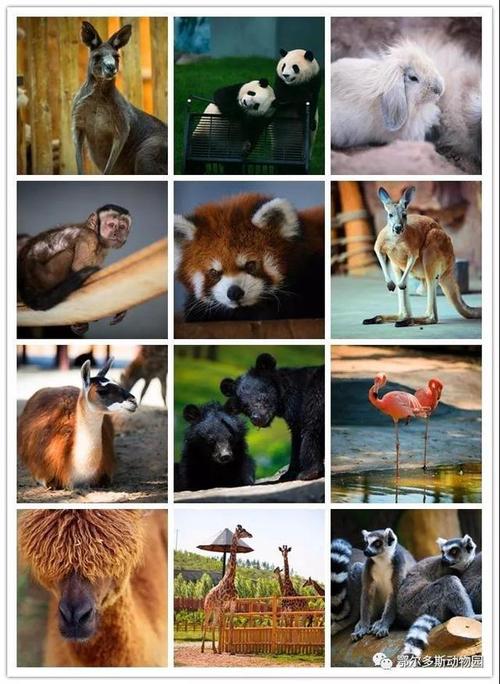 动物园里有哪些动物100种