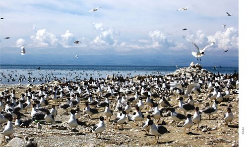 青海湖鸟岛是永久性关闭吗