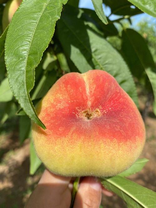 上海哪里出产的桃子最好吃