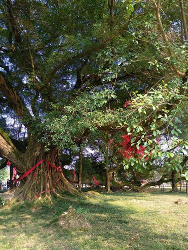 刘三姐大榕树景点在桂林哪里