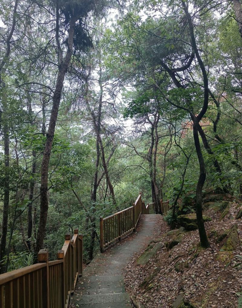 重庆四大森林公园