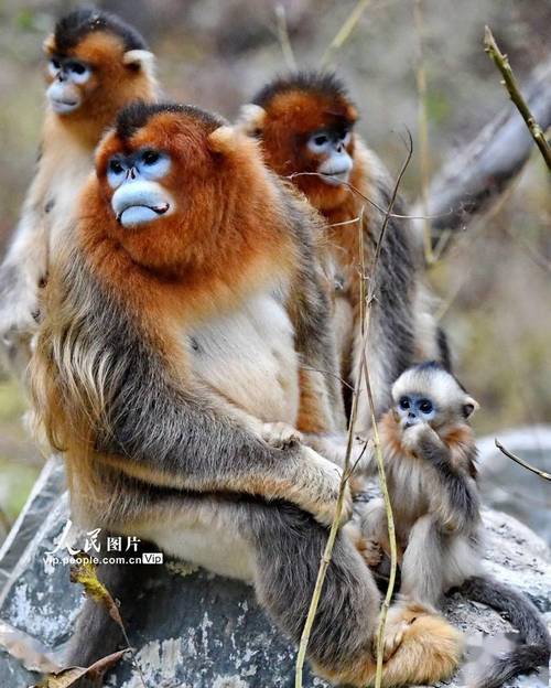 金丝猴自然保护区门票