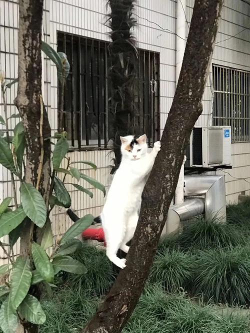 上海的野猫怎么那么多