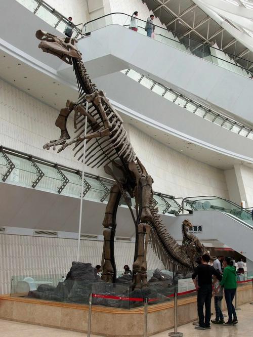 天津自然博物馆新馆地址 我要去看恐龙化石