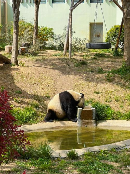 青岛动物园熊猫还在吗