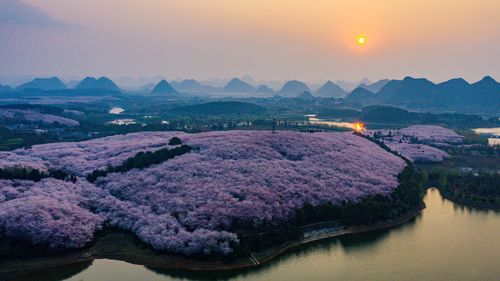 贵州湄潭象山樱花最佳观赏期
