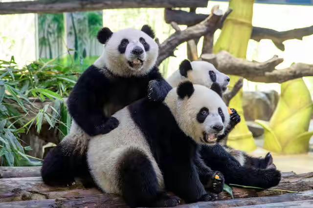 广州熊猫三胞胎叫什么
