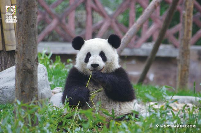 福州熊猫世界还有熊猫吗