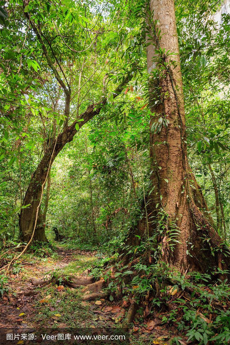 婆罗洲带雨林资料