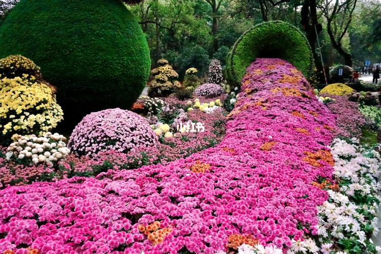 2012杭州植物园秋季菊花展什么时候开放