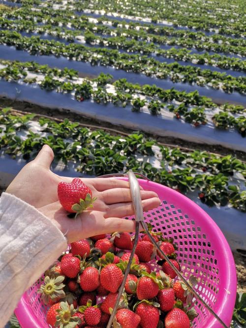 西安有哪里可以摘草莓