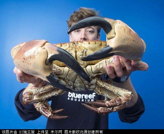 英国巨型螃蟹是真的吗