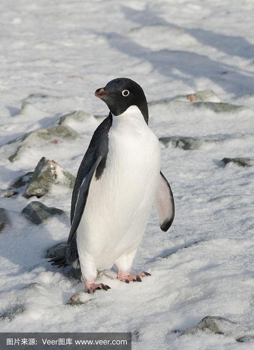 阿德利企鹅主要有什么样的特质
