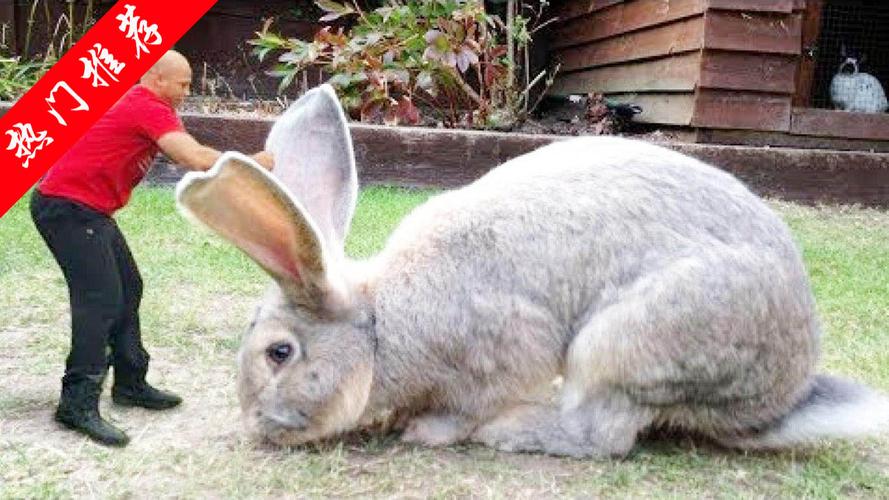 谁知道大流士兔子是什么品种吗
