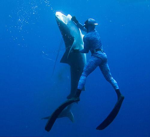 潜水员海底考察会遇上大白鲨吗