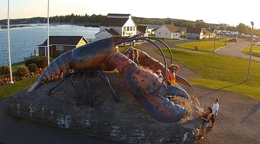 巨型龙虾是什么的天敌