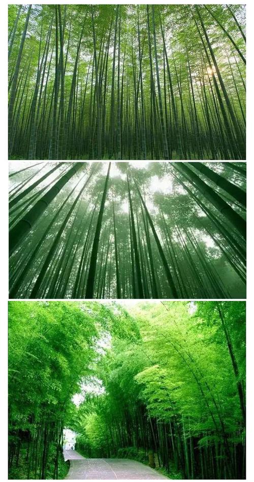 南京哪里有大片竹林