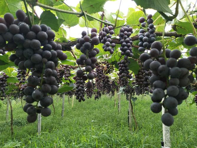 东北最大的葡萄采摘园
