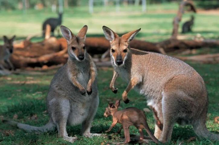 澳大利亚十大特色动物
