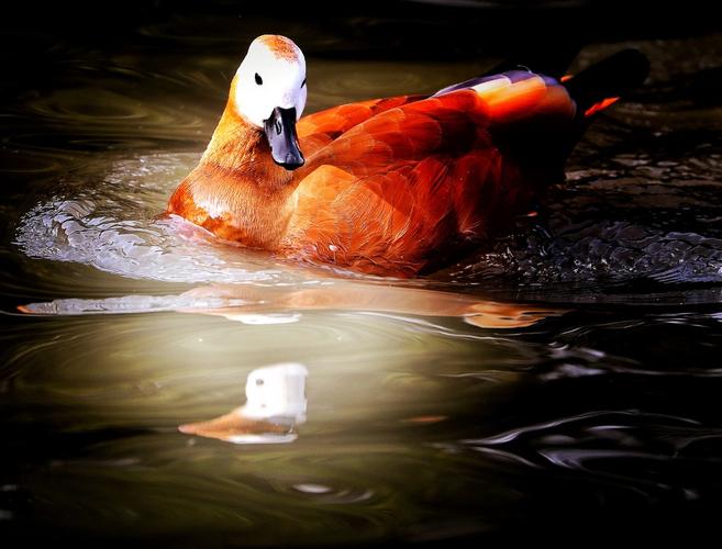 什么动物能欣赏湖光水色