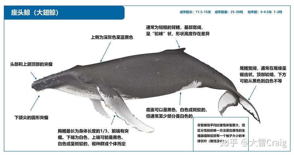 座头鲸肚子上的条纹是什么