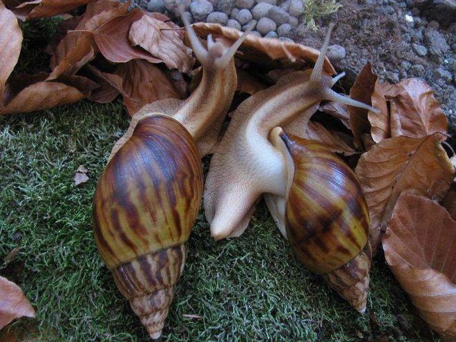 非洲大蜗牛为什么不能吃