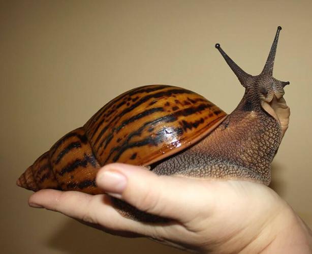 非洲大蜗牛是什么样的