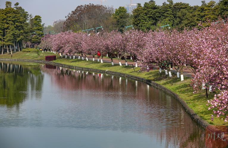 青白江凤凰湖的樱花开没有 开了多少