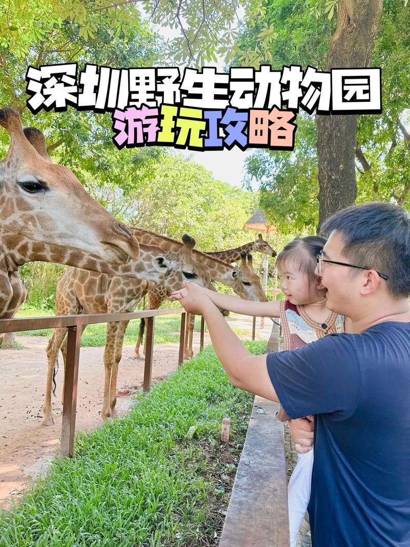 深圳野生动物园多高不用门票