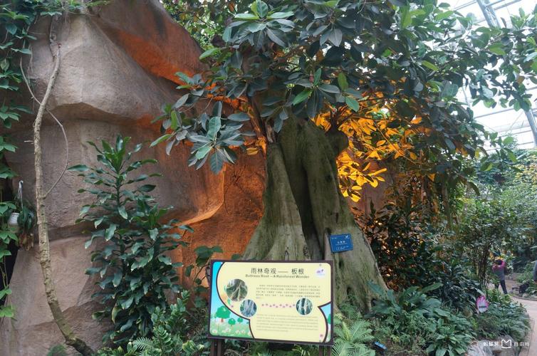 重庆南山植物园要不要身份证