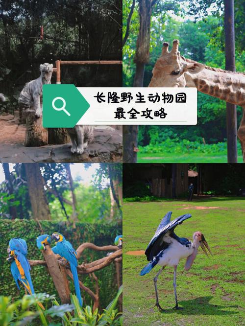 长隆野生动物园十一人多吗