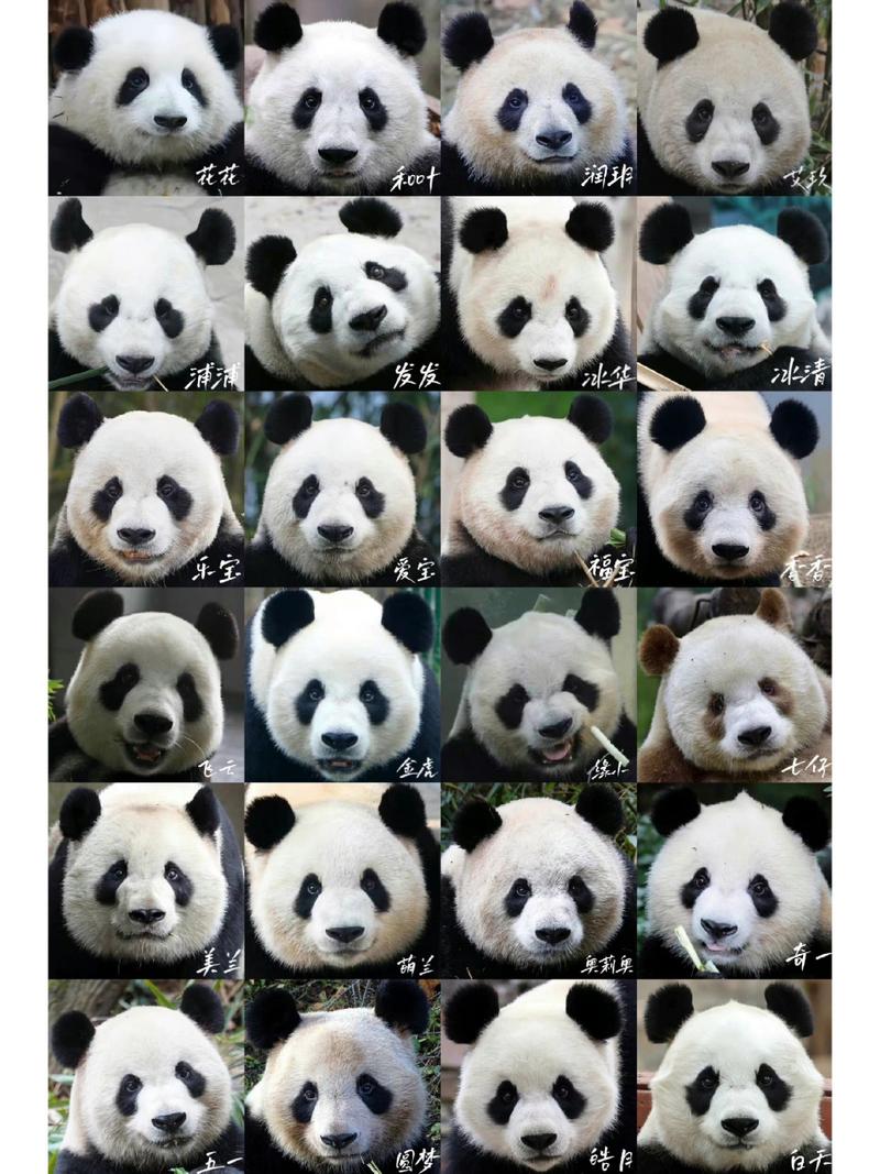 十大最萌熊猫排名