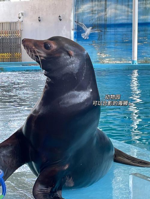 十堰市动物园海狮表演时间