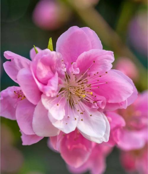 桃花朵朵开代表什么