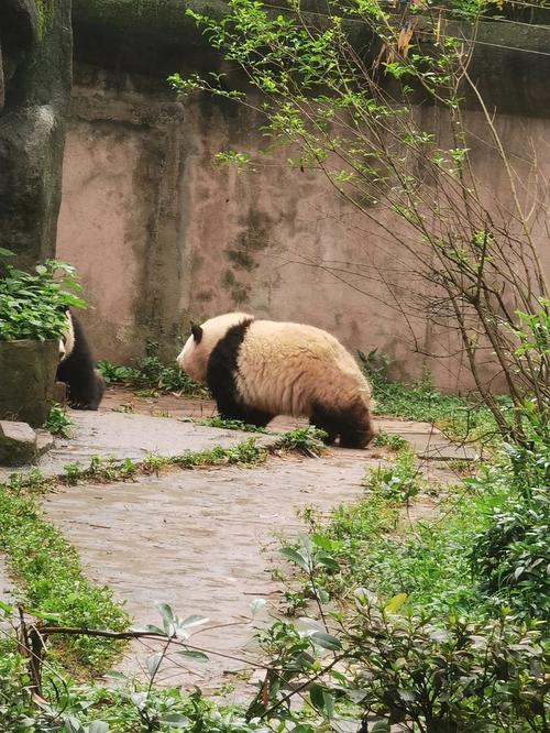 这几天成都阴天去大熊猫基地能看见熊猫呢