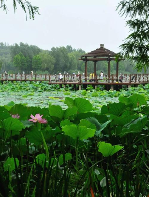 泗阳有什么哪些旅游景点或好玩的地方
