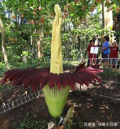世界上最大的花