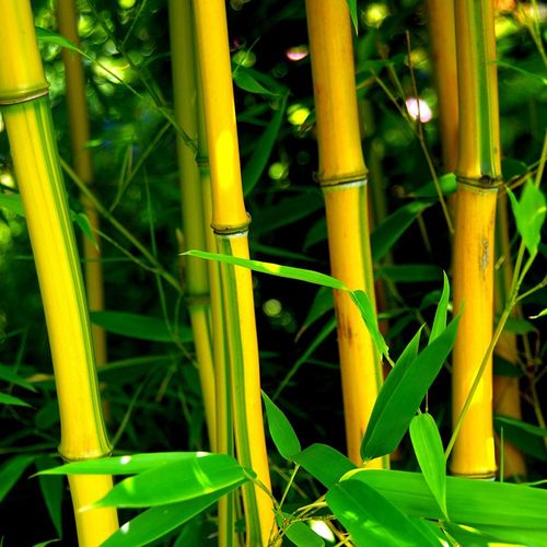 金镶玉竹的养殖方法有哪些呢