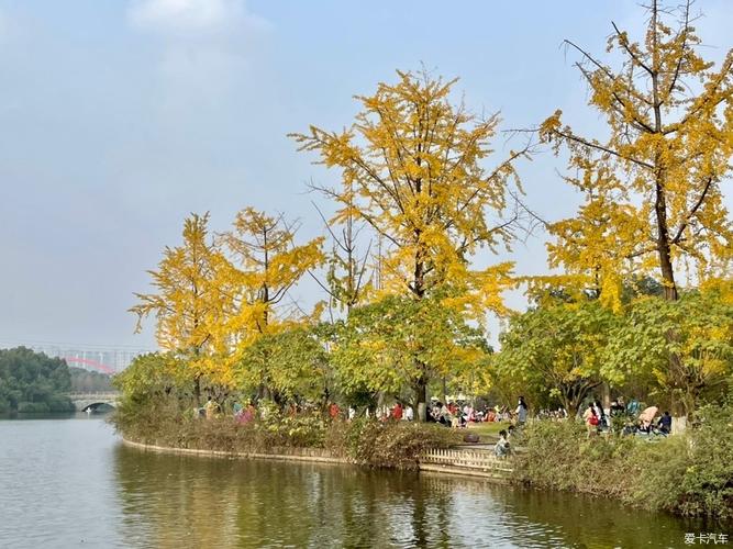 蒙自南湖公园有银杏树吗