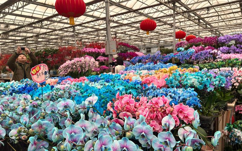 北京花卉批发市场有哪些
