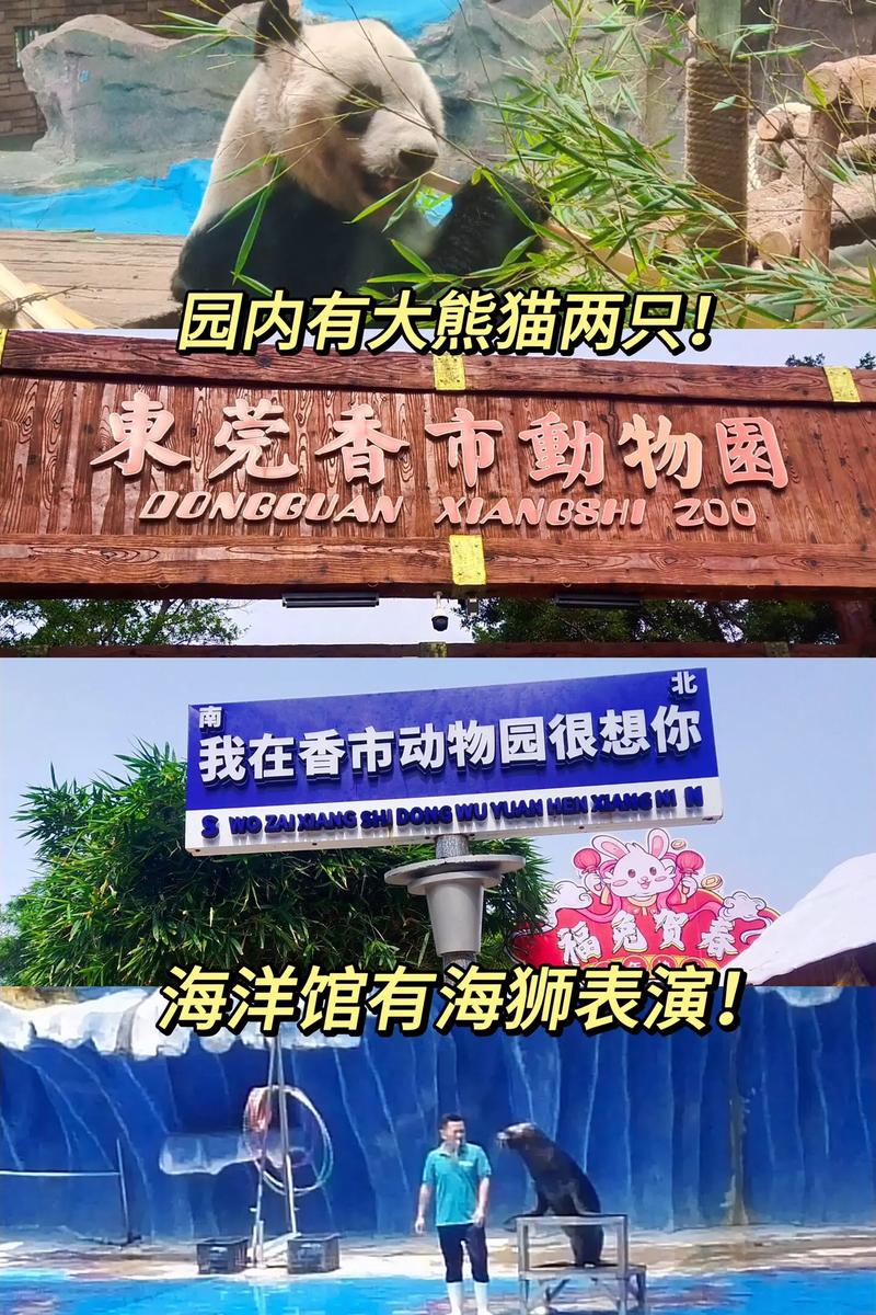 香市动物园大熊猫展出时间