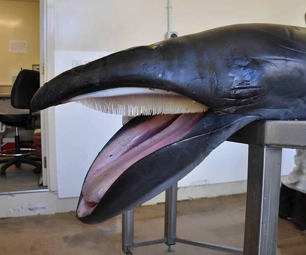 露脊鲸怎样繁殖后代的