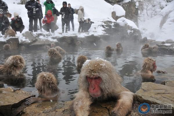日本地狱谷猕猴为什么在大雪中泡温泉