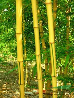 黄绿相间的竹子叫什么