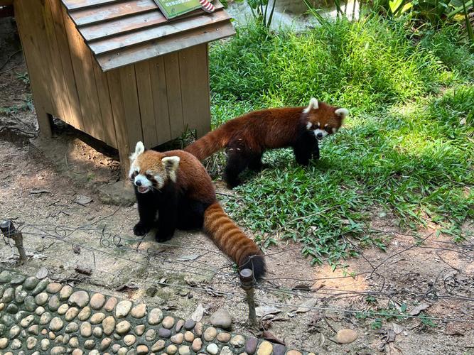 黄岛野生动物园有熊猫吗