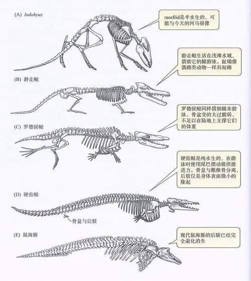 利维坦鲸进化过程